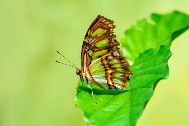 istock Macro shots, beautiful butterfly 1269609039