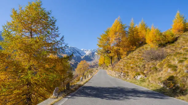 Photo of Road to the Gavia mountain pass in Italy. Amazing view of the wood and meadows during fall time. Warm colors. General fall contest. Italian Alps