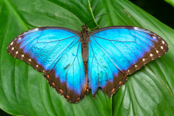 istock Macro shots, beautiful butterfly 1269610739