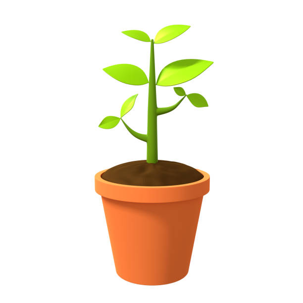 Small tree between roots