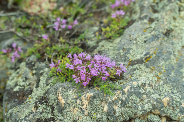 istock Thymus serpyllum grows on stony surfaces. selective focus. plants of Olkhon island on lake Baikal 1269614645