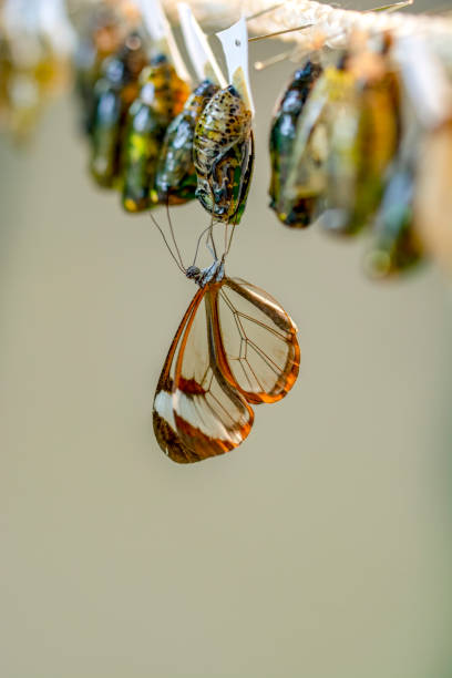Paper Kite butterfly, (Idea leuconoe), hatching from chrysalis