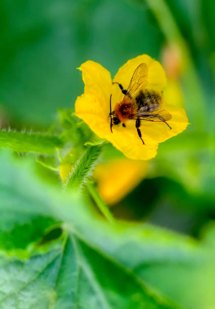 Image of bee or honeybee on yellow flower collects nectar. Golden honeybee on flower pollen with space blur background for text.