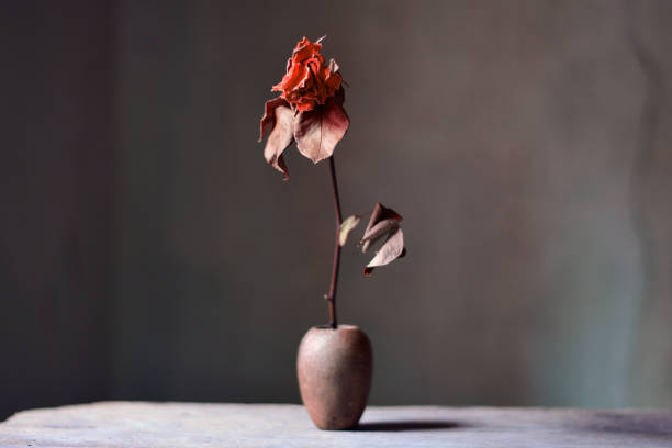 istock a rose of love 1269617372