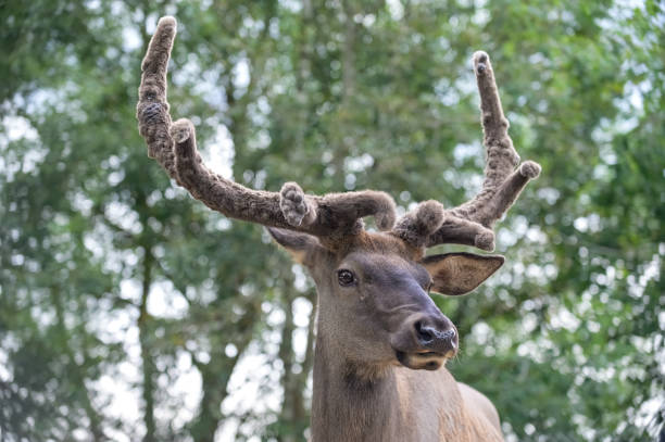 red deer male head with branched antlers close-up on forest landscape background
