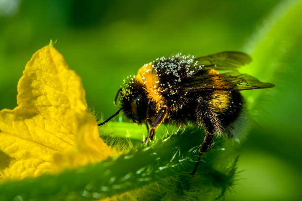 istock Image of bee or honeybee on yellow flower 1269617459