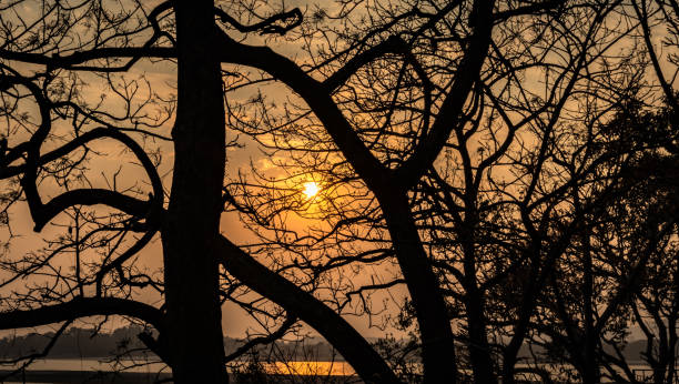 istock sunset orange sky with tree shadow at the dusk 1269620232