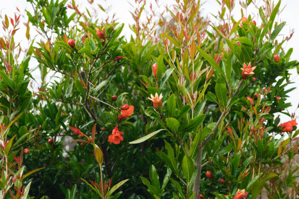 istock Pomegranate tree in bloom close up in the garden 1269624377