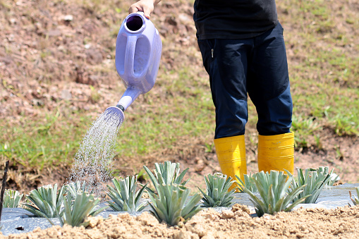 A Muslim male adult watering his pineapple farm in Malaysia.