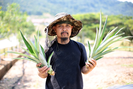 Portrait of a Muslim male adult taking care of his pineapple farm in Malaysia.