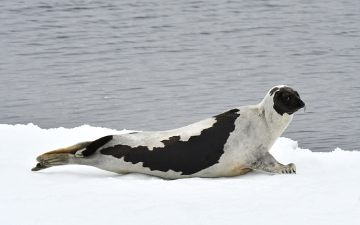 Harp Seal (Pagophilus groenlandicus), also known a Saddleback seal or Greenland Seal. Lying on drift ice north of Jan Mayen.