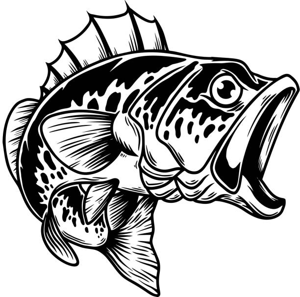 illustration von bassfischen. großer barsch. barschfischen. design-element für emblem, zeichen, poster, karte, banner. vektor-illustration - bass stock-grafiken, -clipart, -cartoons und -symbole