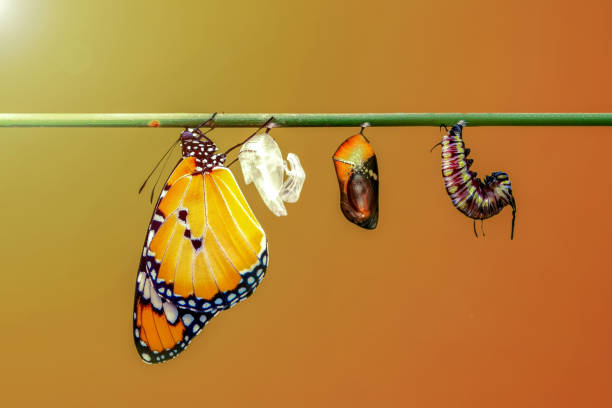 istock Concept transformation of Butterfly 1269626049