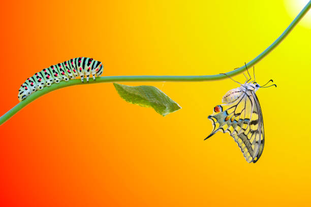 istock Concept transformation of Butterfly 1269626078