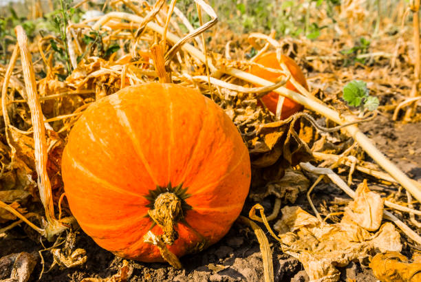 istock closeup ripe pumpkin in a garden 1269626124