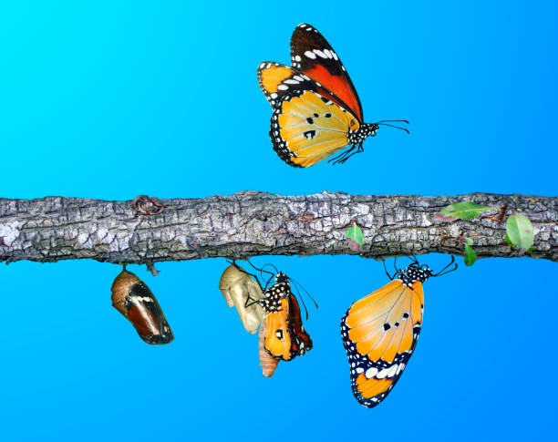 istock Concept transformation of Butterfly 1269626202