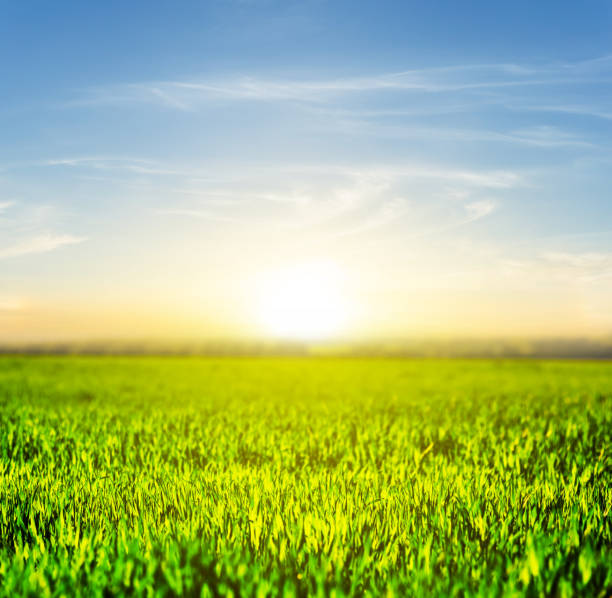 istock green rural field landscape at the sunset 1269626209