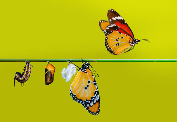 istock Concept transformation of Butterfly 1269627142
