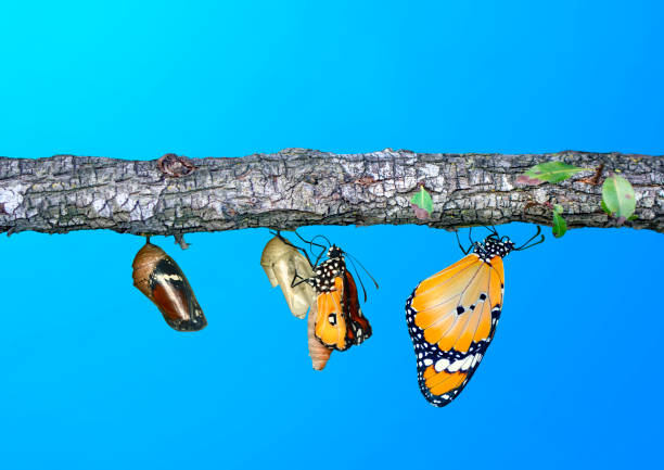 istock Concept transformation of Butterfly 1269627754