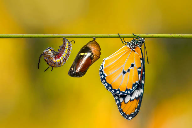 istock Concept transformation of Butterfly 1269628856