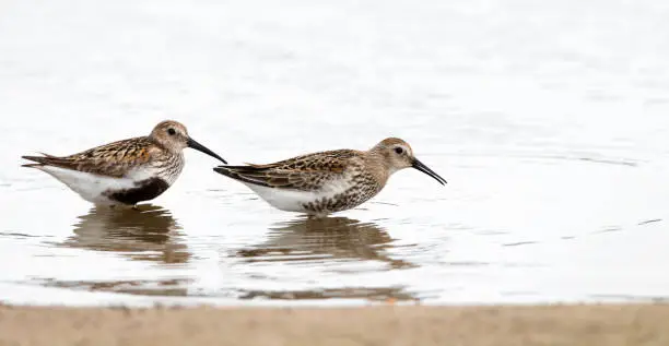 Juvenile and adult Dunlin (Calidris alpina) during autumn migration in The Netherlands.