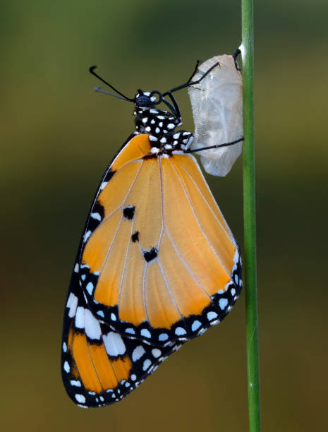 istock Concept transformation of Butterfly 1269628935