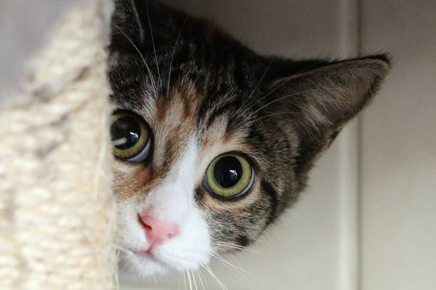Selective focus closeup shot of a cat hiding behind a cat tower