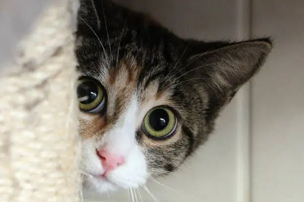 A selective focus closeup shot of a cat hiding behind a cat tower