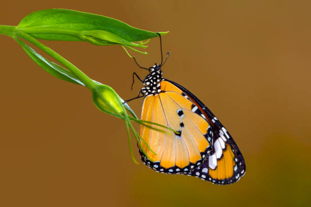 istock Macro shots, beautiful butterfly 1269631554