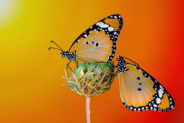 istock Macro shots, beautiful butterfly 1269632987