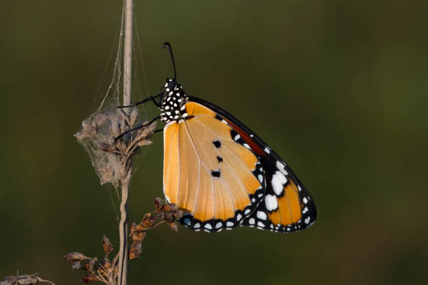 istock Macro shots, beautiful butterfly 1269633017