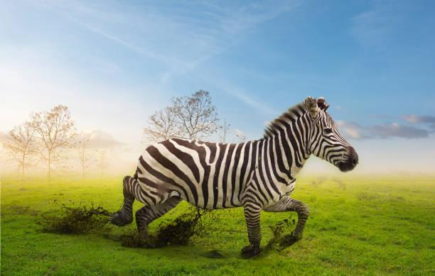 istock A zebra running in the green grass with tree branches background.Wildlife conservation concept. 1269633051