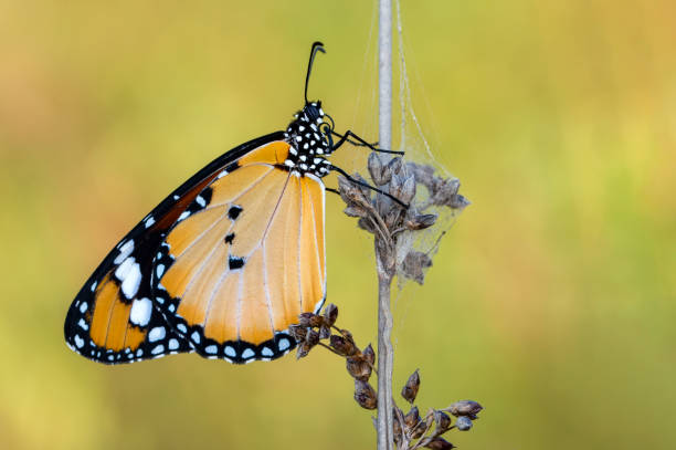istock Macro shots, beautiful butterfly 1269634266