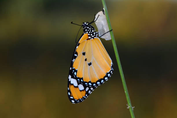 istock Macro shots, beautiful butterfly 1269634283