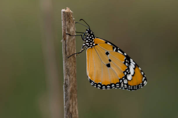 istock Macro shots, beautiful butterfly 1269635284