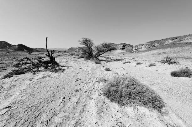 Black and white desert tree, Negev, Israel.