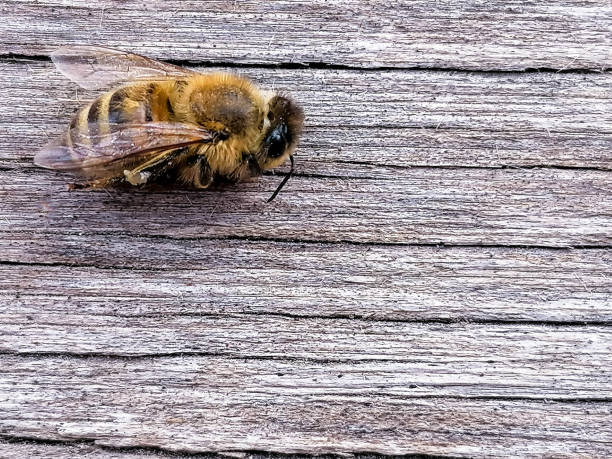 istock Honey Bee On Wood 1269635959