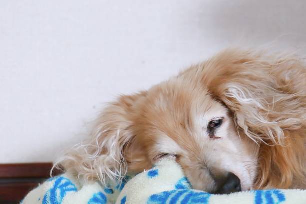 istock Old dog, 18 years old 1269636019