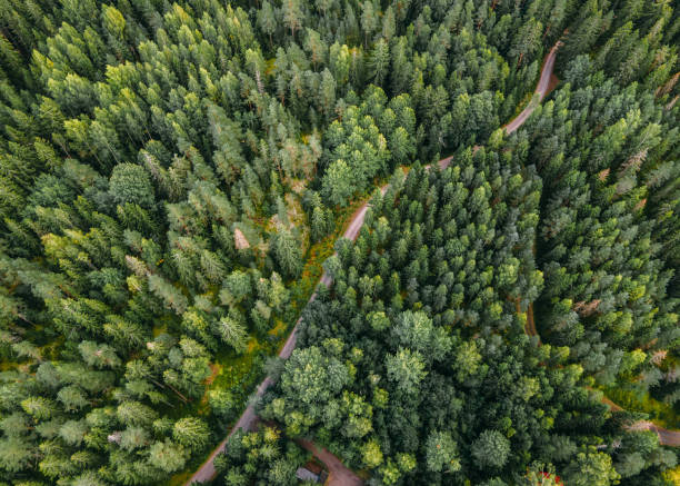 вид с воздуха на финский пейзаж в национальном парке нууксио. - coastline aerial view forest pond стоковые фото и изображения