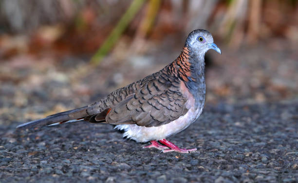 istock Bar-shouldered Dove, Geopelia humeralis 1269638443