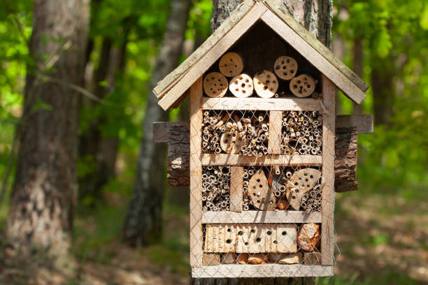 istock Interesting birdhouse on a tree on the ecological trail in the forest 1269638566