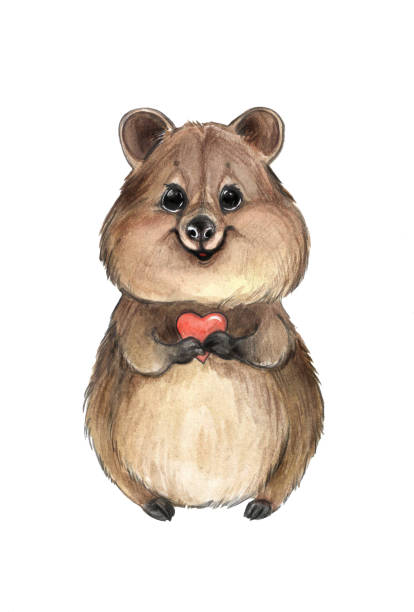 ilustrações de stock, clip art, desenhos animados e ícones de cute smiling quokka with little heart - 24256