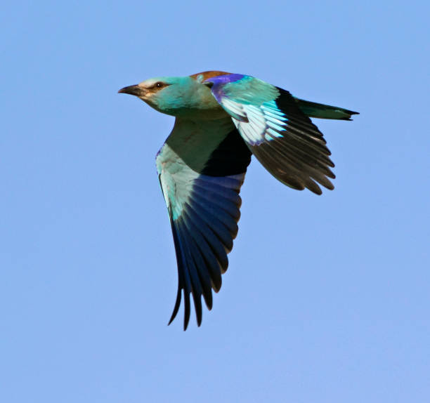 istock European Roller, Coracias garrulus 1269638603
