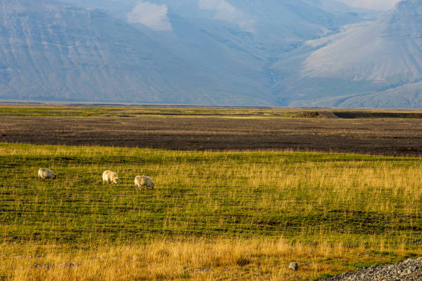 의 풍경 . 수두굴란트스베구르, 스카프타레프푸르, 남부 지역 (아이슬란드) - icelandic sheep 뉴스 사진 이미지