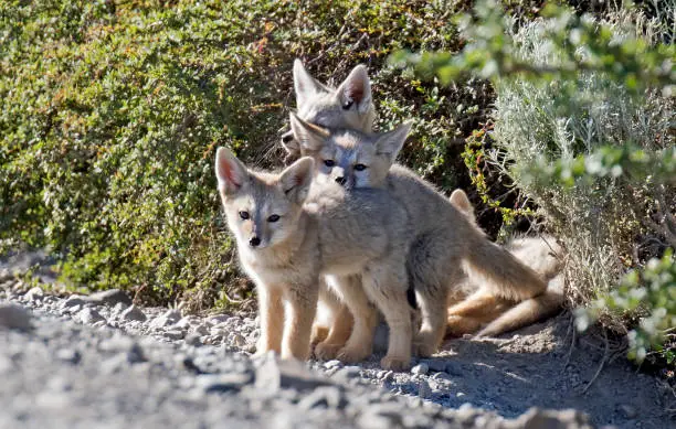 Photo of Grey Fox, Urocyon cinereoargenteus