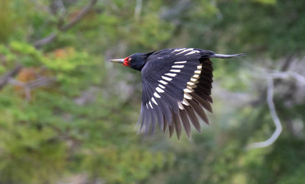 istock Magellanic Woodpecker, Campephilus magellanicus 1269639615