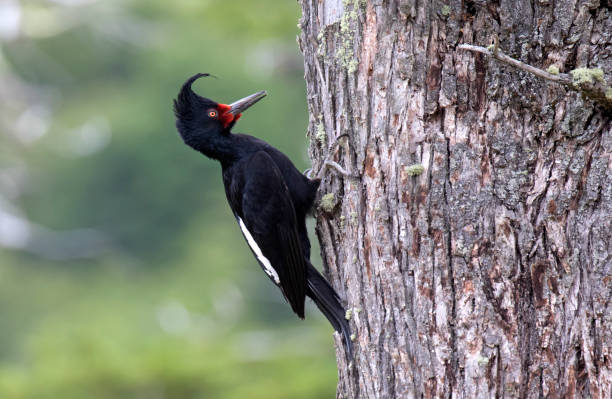 istock Magellanic Woodpecker, Campephilus magellanicus 1269639784