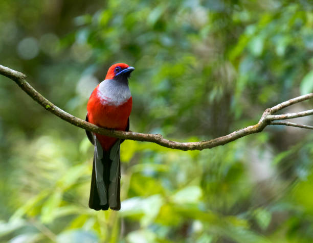 istock Whitehead's Trogon, Harpactes whiteheadi 1269639976