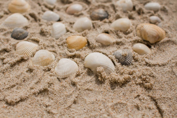 istock seashells in the sand on the seashore 1269641050