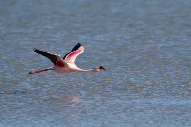 istock Lesser Flamingo, Phoenicopterus minor 1269641186